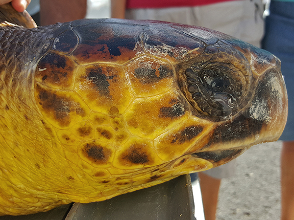 LIBERACIÓN TORTUGAS OCTUBRE 2016