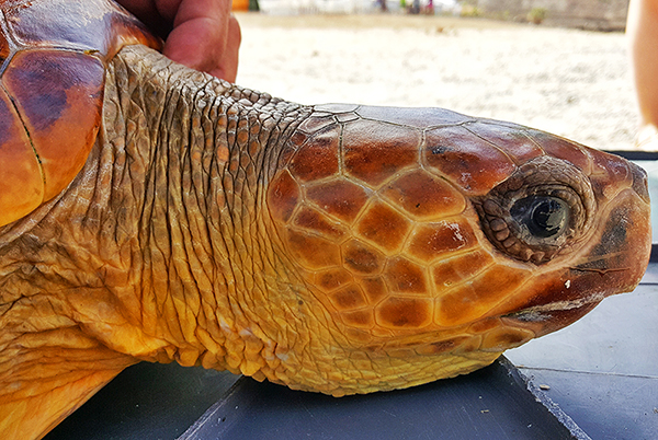 PRIMERA LIBERACIÓN TORTUGAS AGOSTO 2016